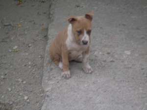 pui amstaff cu pedigree200e