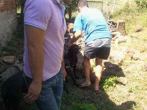 vand pui cane corso