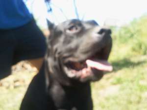 vand pui cane corso