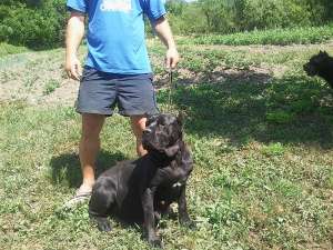 vand pui cane corso