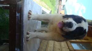 devanzare  catei saint bernard
