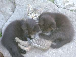donatie pisoi