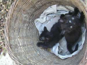 donatie pisoi