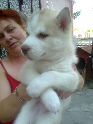 catel husky siberian DEOSEBIT