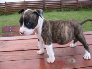 Vand pui Amstaff cu pedigree,    microcip,    carnet perforante,    carnet sanatate
