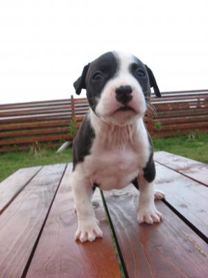 Vand pui Amstaff cu pedigree,    microcip,    carnet perforante,    carnet sanatate