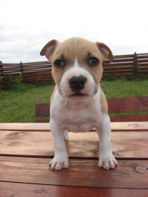 Vand pui Amstaff cu pedigree,    microcip,    carnet perforante,    carnet sanatate