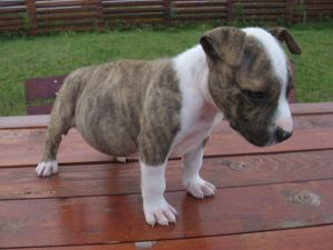 Vand pui Amstaff cu pedigree,    microcip,    carnet perforante,    carnet sanatate