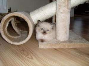 vand pui birmanezii