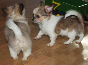 Chihuahua pui