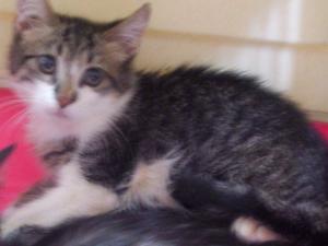 Motanel dragalas si jucaus,    pt adoptie