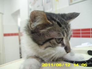 Motanel dragalas si jucaus,    pt adoptie