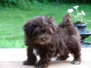 vand bichon ieftin