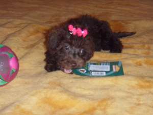 vand bichon ieftin