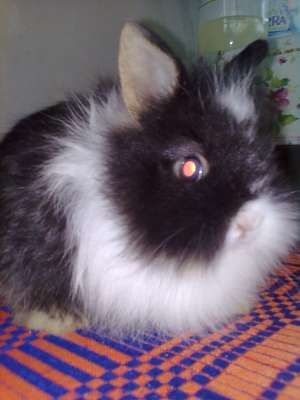 Iepuri pitici