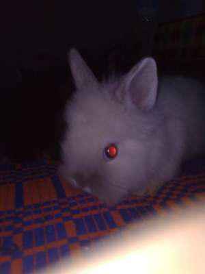 Iepuri pitici