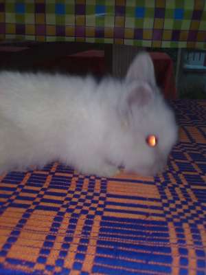 Iepuri pitici