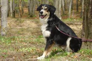caut catea pt monta