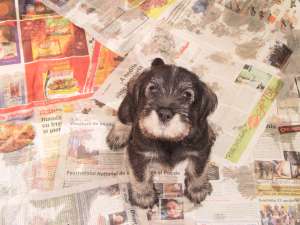Vand catei Schnauzer Mijlociu