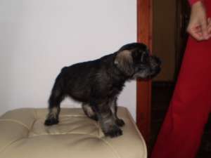 Vand catei Schnauzer Mijlociu