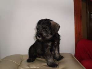 Vand catei Schnauzer Mijlociu