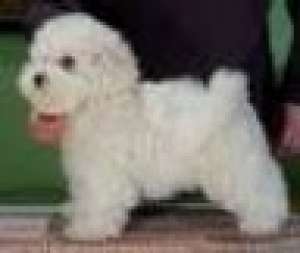 vand pui bichon bolonez albi *****n.