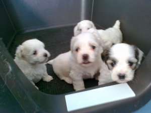 bichon , westey 1, 5 luni,  M si F