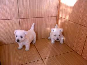 bichon , westey 1, 5 luni,  M si F