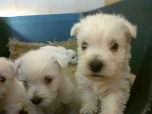 bichon , westey 1, 5 luni,  M si F