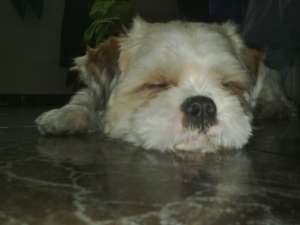 imperechere rasa SHIN-TZU