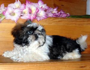 pui shih-tzu de vanzare