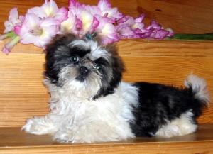 pui shih-tzu de vanzare