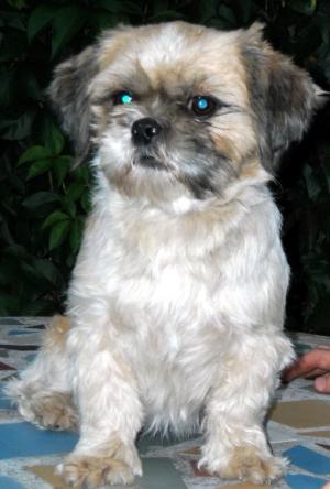 pui shih-tzu de vanzare