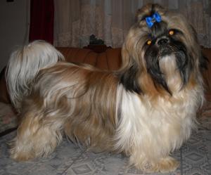 pui shih-tzu de vanzare