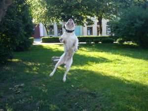 monta american bulldog