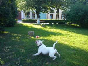 monta american bulldog