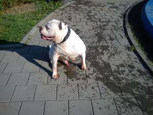 monta american bulldog
