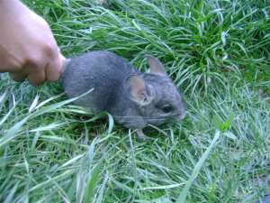 vand chinchilla la un pret rezonabil