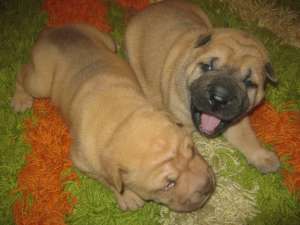 Vand pui shar-pei Valcea-100euro