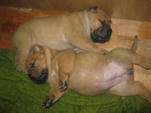 Vand pui shar-pei Valcea-100euro
