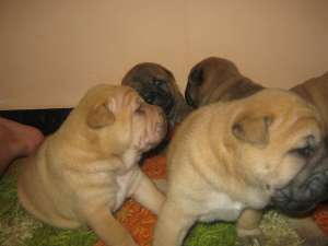 Vand pui shar-pei Valcea-100euro