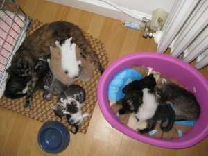 Pisicute pentru adoptie Oradea