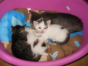 Pisicute pentru adoptie Oradea