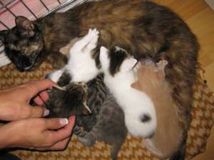 Pisicute pentru adoptie Oradea