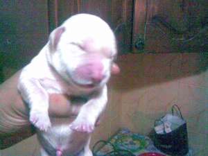 Catelusi golden retriever de vanzare