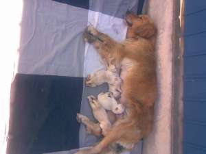 Catelusi golden retriever de vanzare