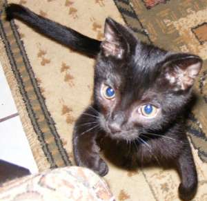 Spre adoptie Frankie,  cel mai lipicios motanel [Iasi]