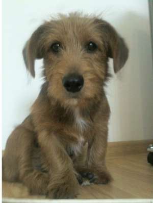 Ofer spre monta mascul IRISH TERRIER