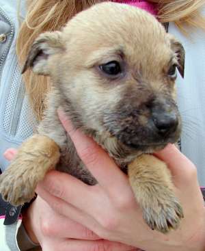 Pufosenii la adapost spre adoptie