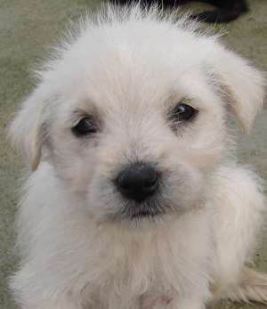 Pufosenii la adapost spre adoptie